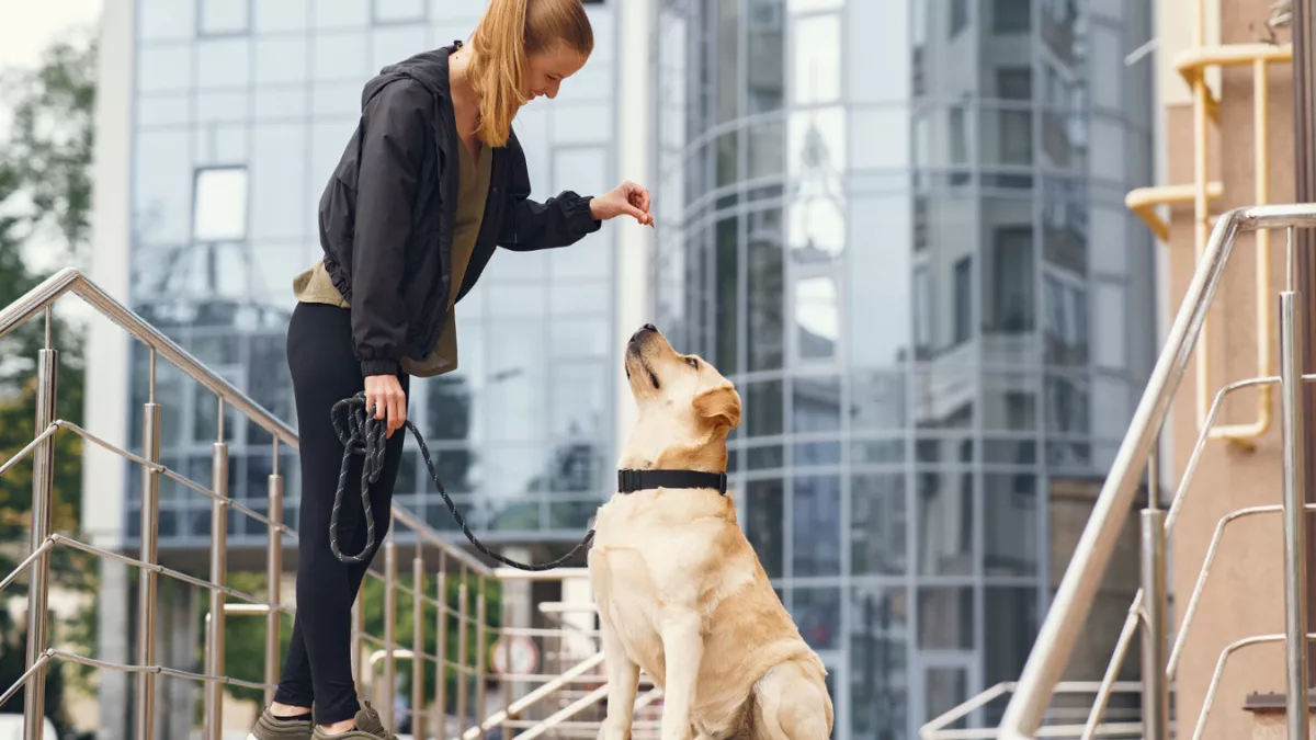 7 Most Intelligent Dog Breeds for Quick Learning and Obedience