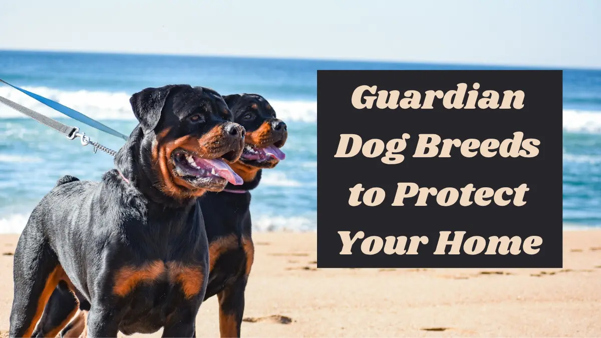 7 Night‑time Guardian Dog Breeds to Protect Your Home